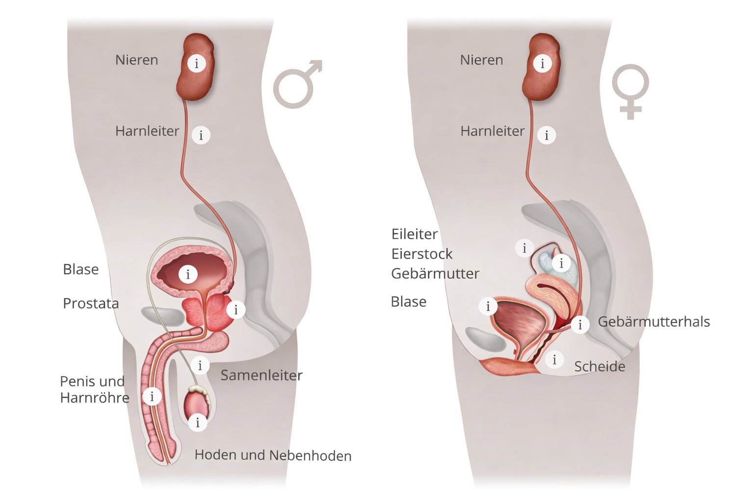 Anatomie der Harn- und Geschlechtsorgane
