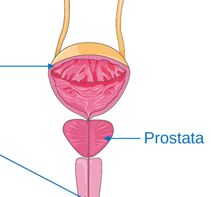Prostata unterhalb der Blase, die Harnröhre umschließend