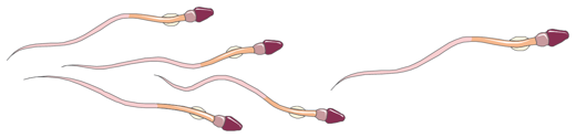Spermien in schematischer Darstellung